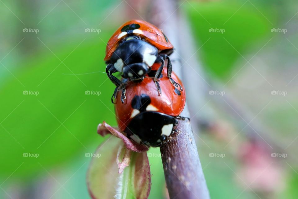 Ladybug