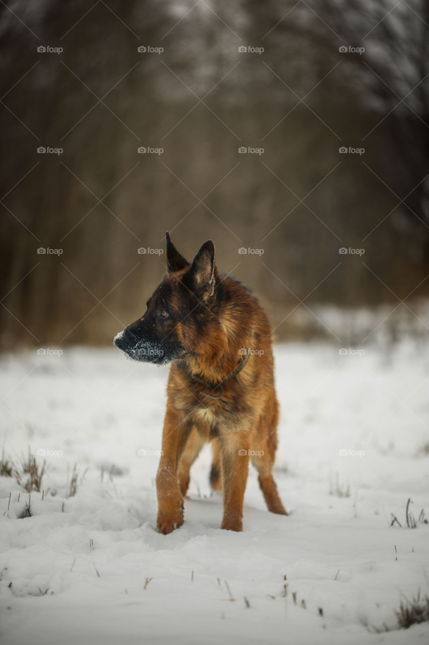 German shepherd dog outdoor portrait in winter forest