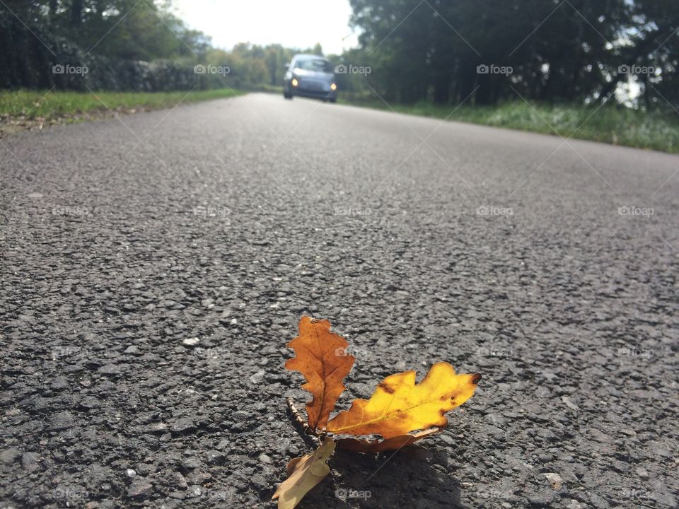 Oak autumn leafs on the road 