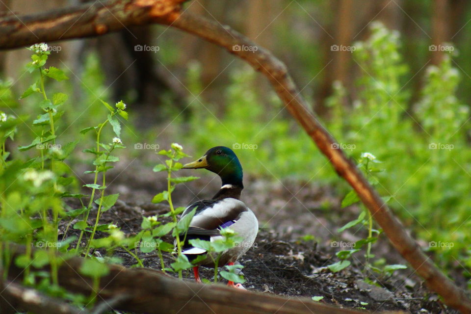 Nature framed the duck in my backyard!