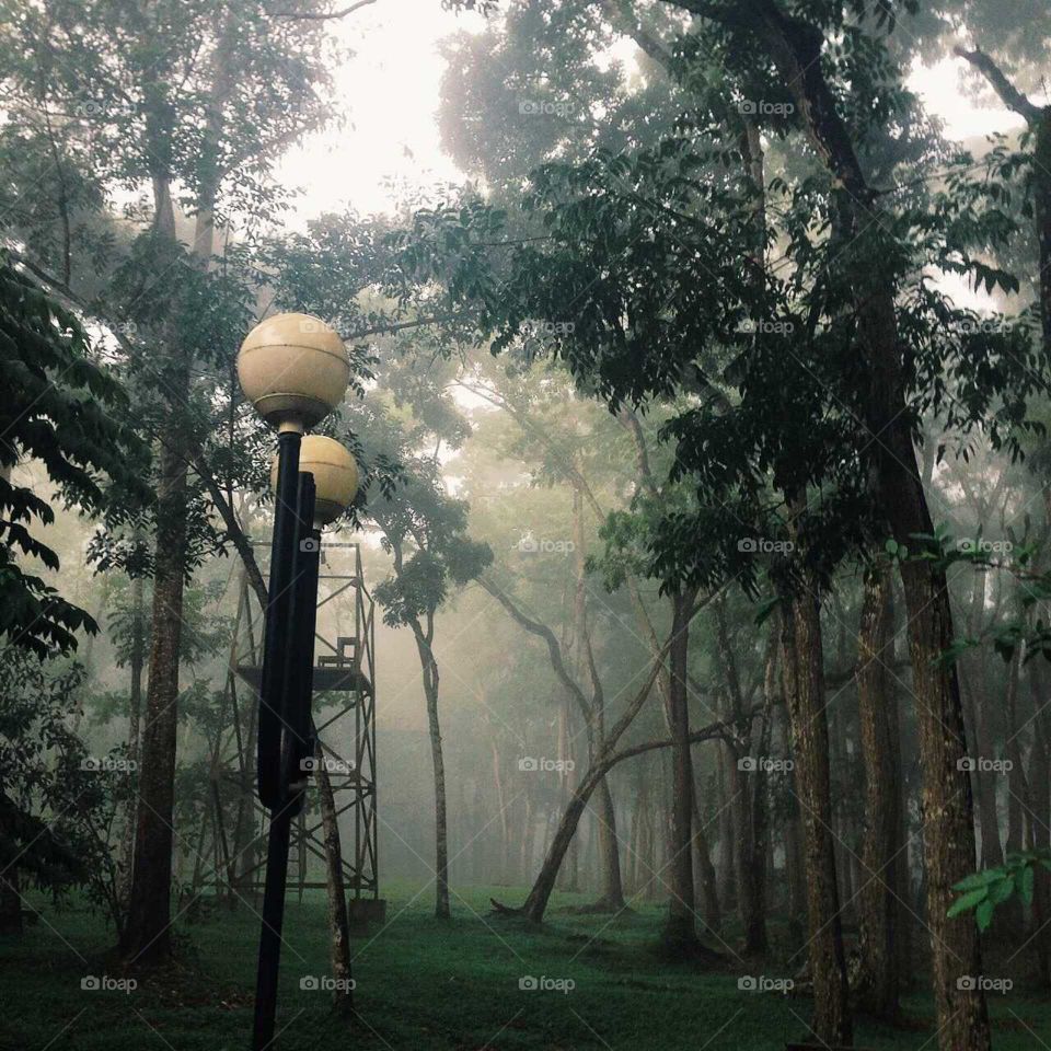 Morning in modern forest