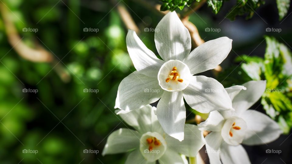 Rock lilies 