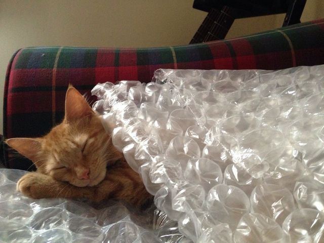 Bubble kitty