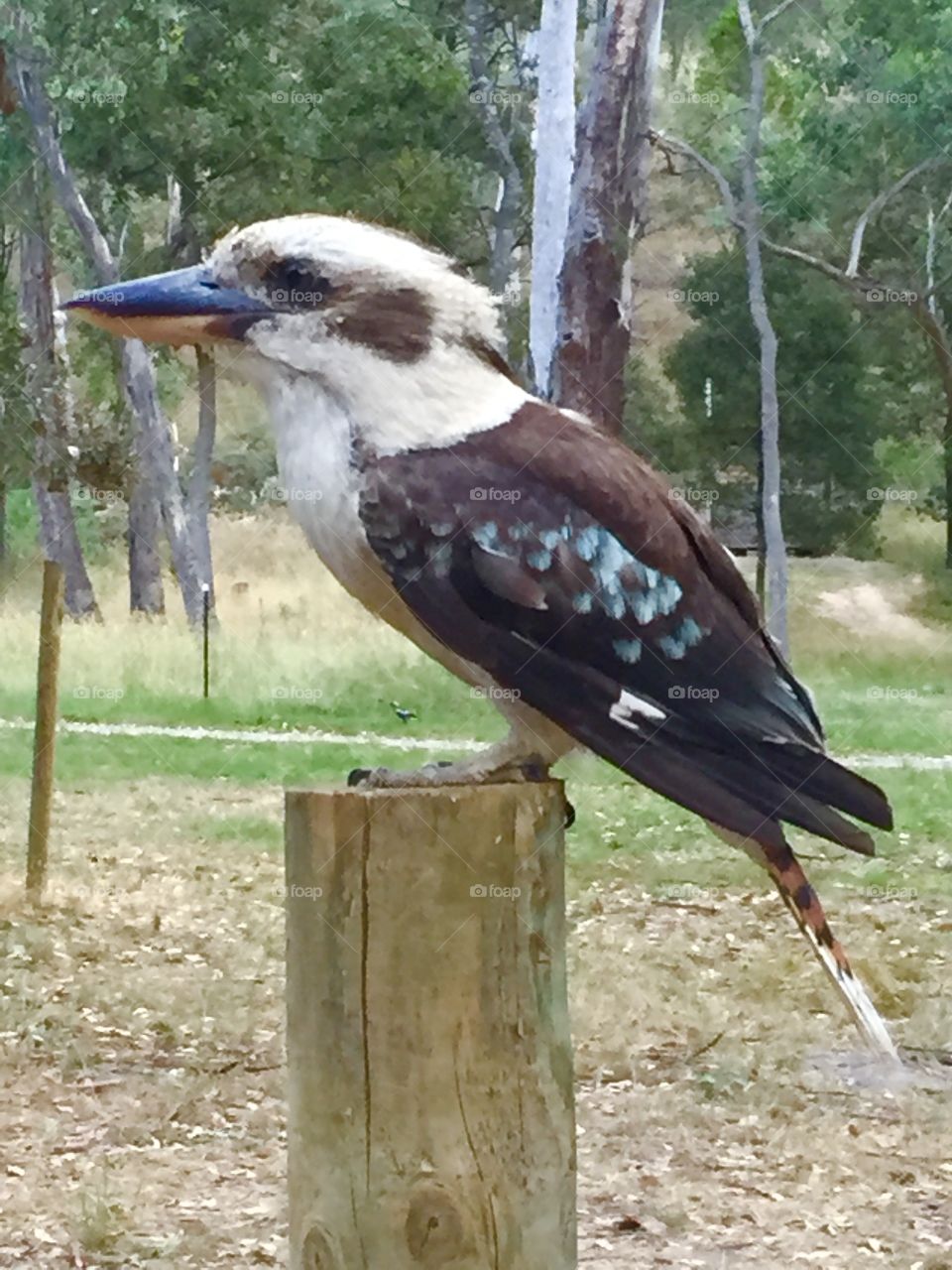 Australian Kookaburra 