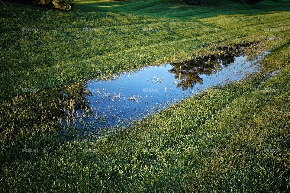 Reflection in rain water