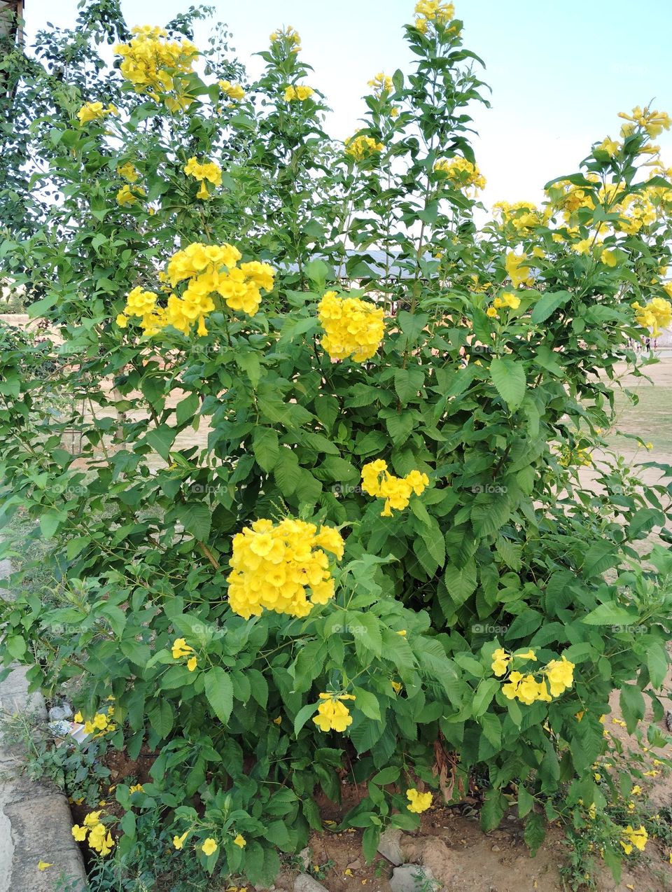 yellow flower seasonal fresh shurb small size looks very beautiful generally found everywhere seasonal
