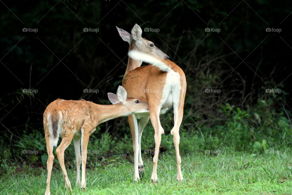 Mother & Baby Deer
