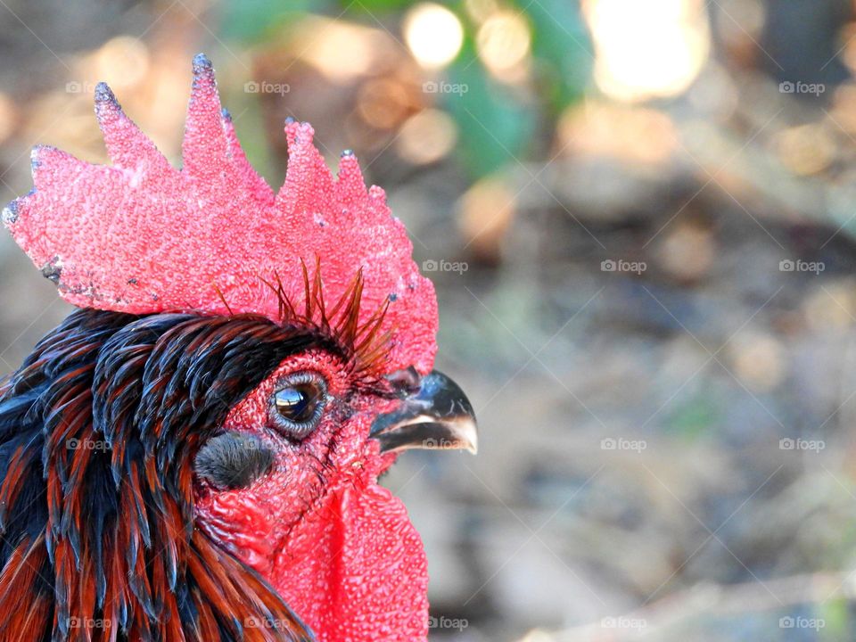 Unusual sus-pets! Rooster guarding over his hens. Cuddly, affectionate, unique and exotic companions