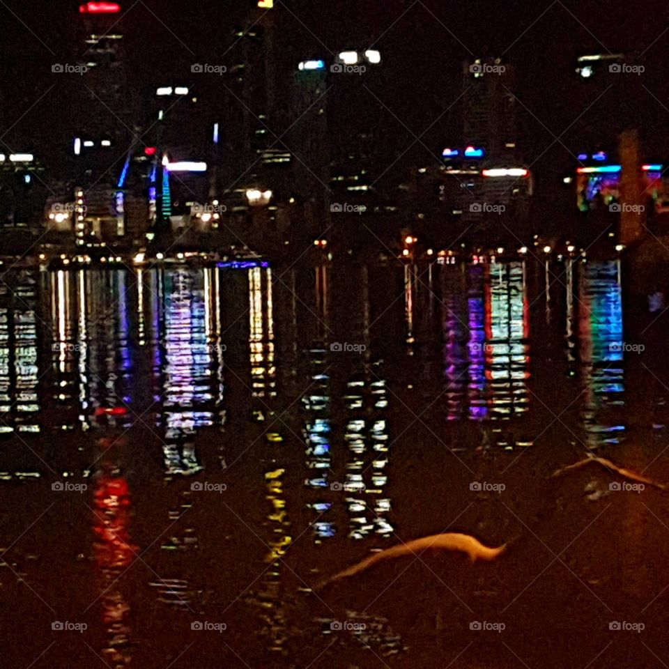 bird hunting by city light