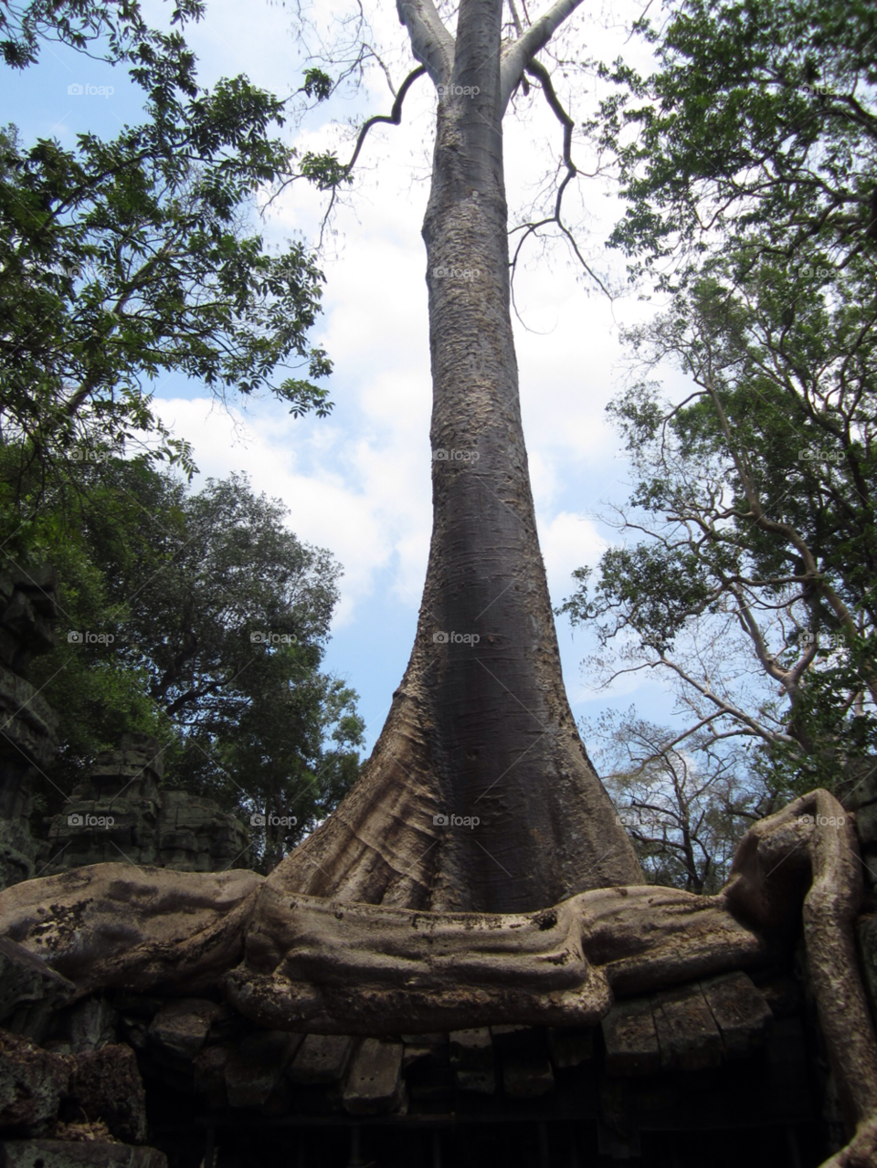 tree cambodia siem reap angkor thom by samyen