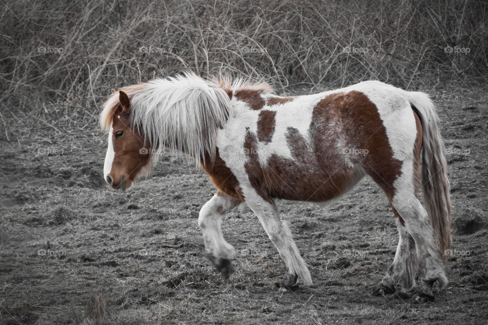 Horse galloping