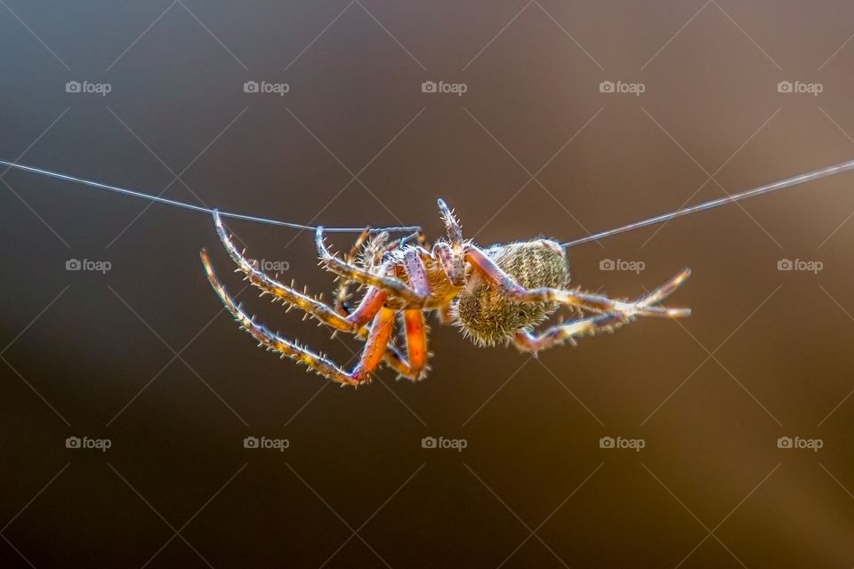 Spider wire