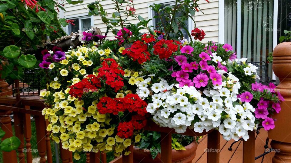 Abundant deck flowers