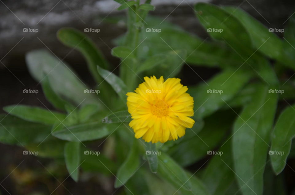 Nature, Flora, Leaf, No Person, Flower