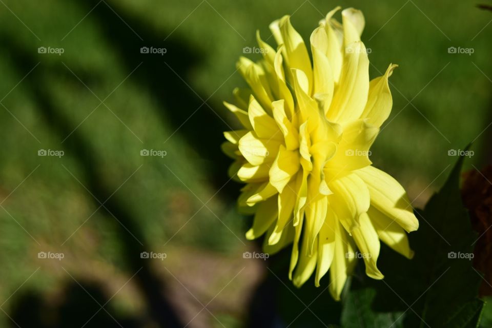 Flower. Yellow