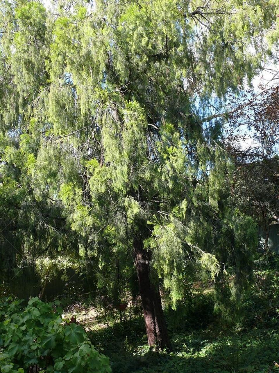 Canberra Tree