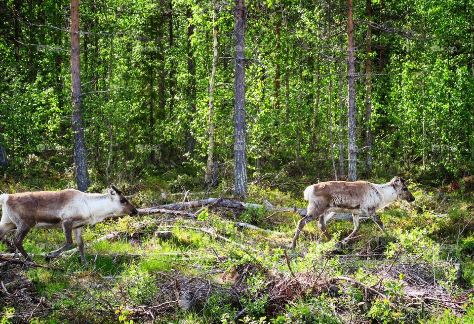 Swedish  Lapland reindeer 
 