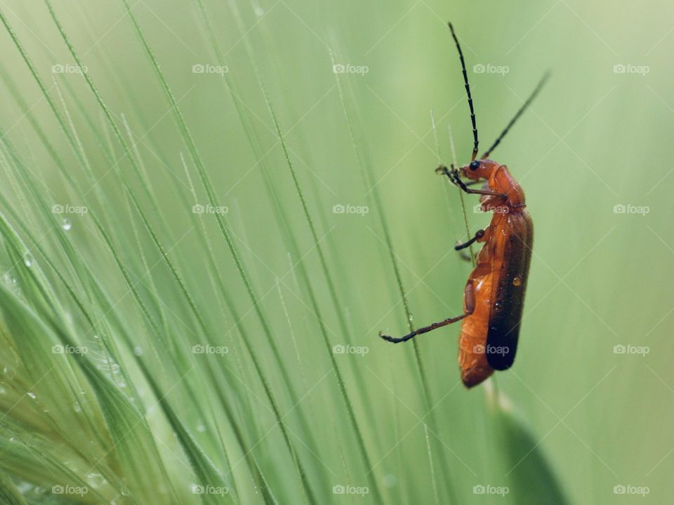 Red bug sitting on grass