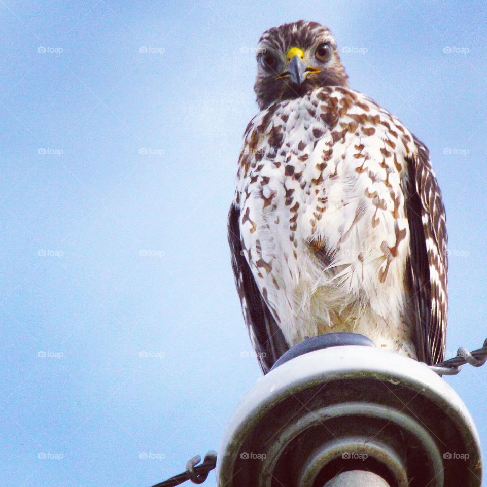 Red-shouldered hawk. Early evening along the Lake Apopka Wildlife Drive