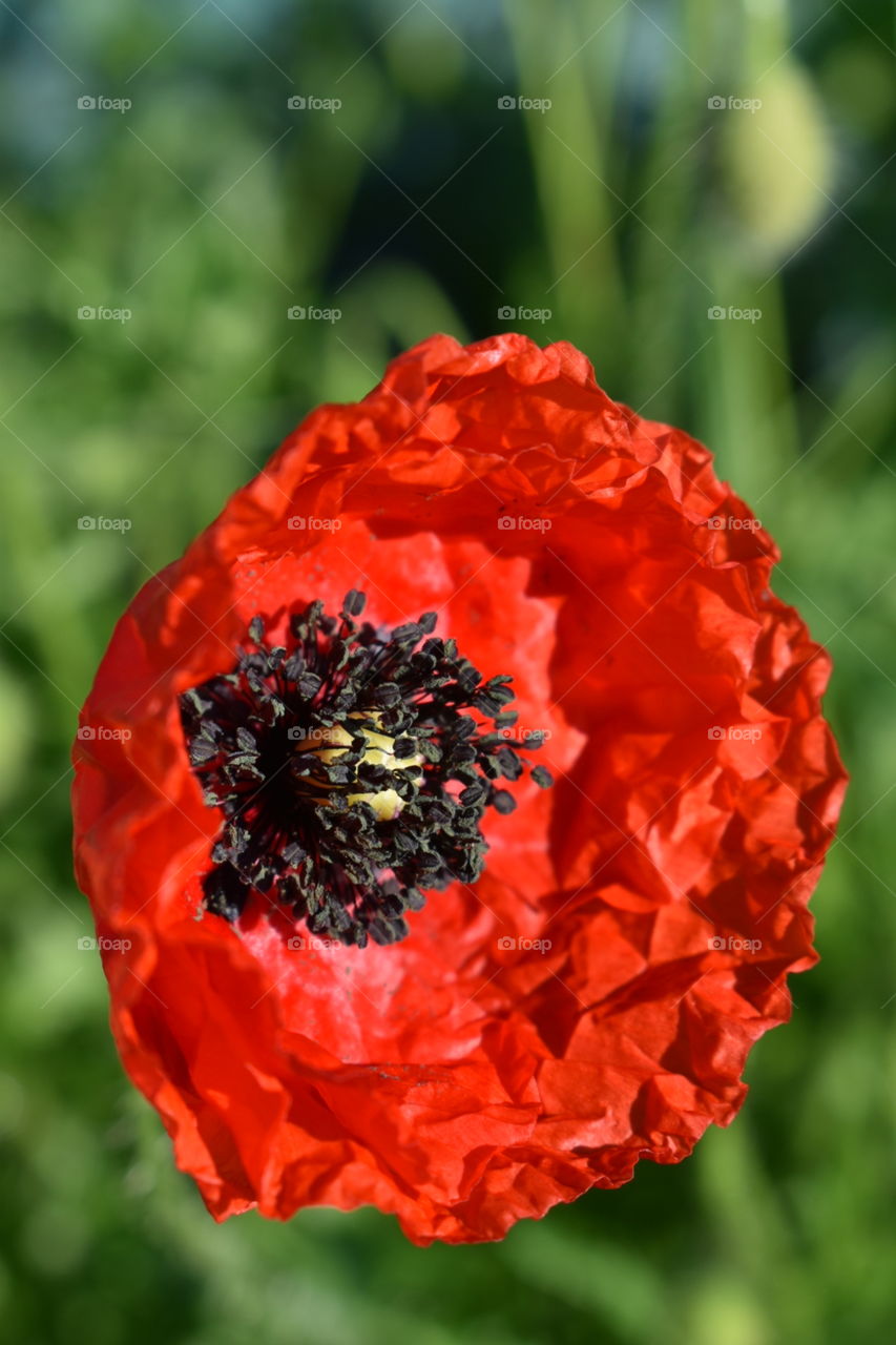 red poppy flower