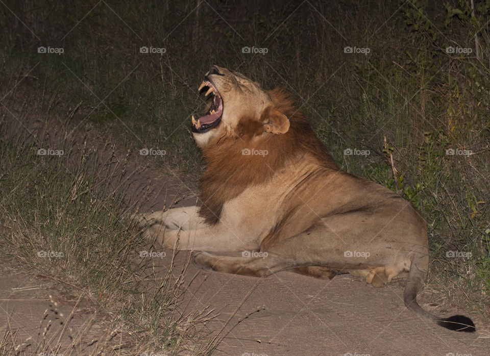 Male Lion yawn