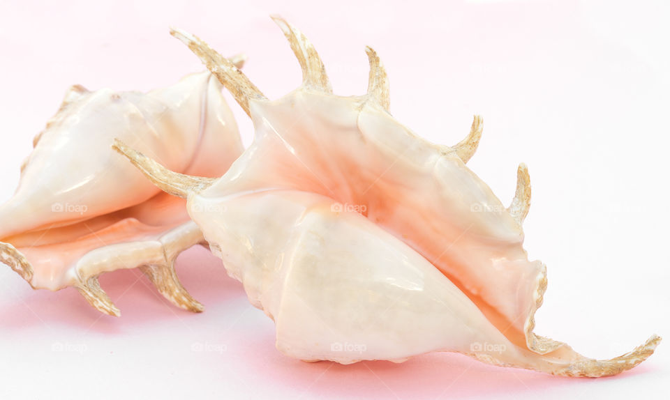 Two large pink Spider Conch Shells on a pink background.