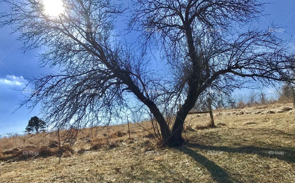 Winter Story, cold, winter, rural, frozen, ice, lake, sky, shore, thin ice, pond, water, melting, trees, tree line, melting, open water, tree, old, apple, apple tree, lonely, fence, barbed wire, field, hill, grass, brown