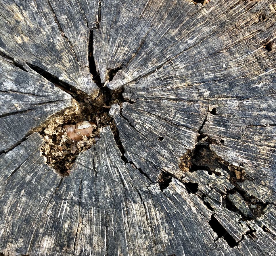 Extreme closeup of cracked and crumbling tree stump 