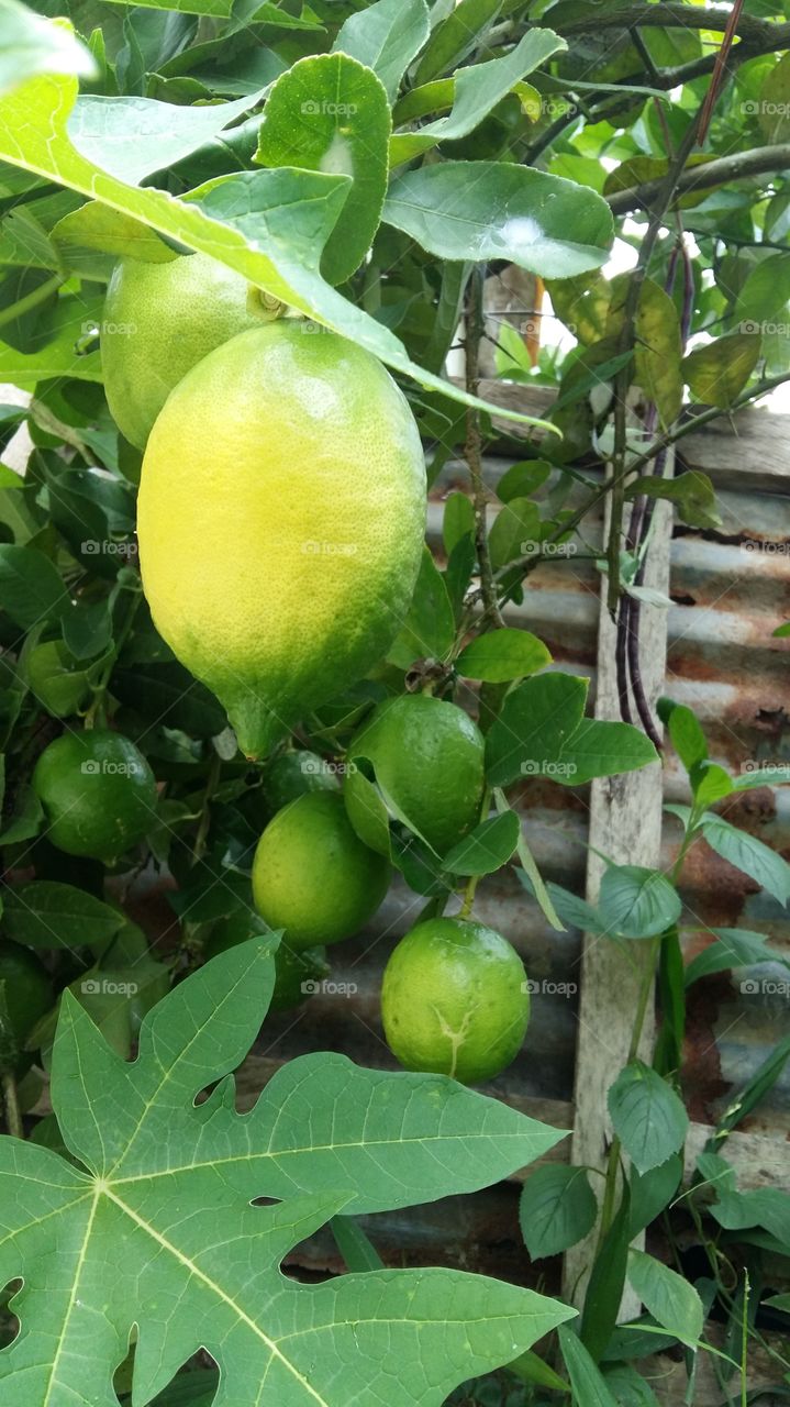 citrus lime fruits tree