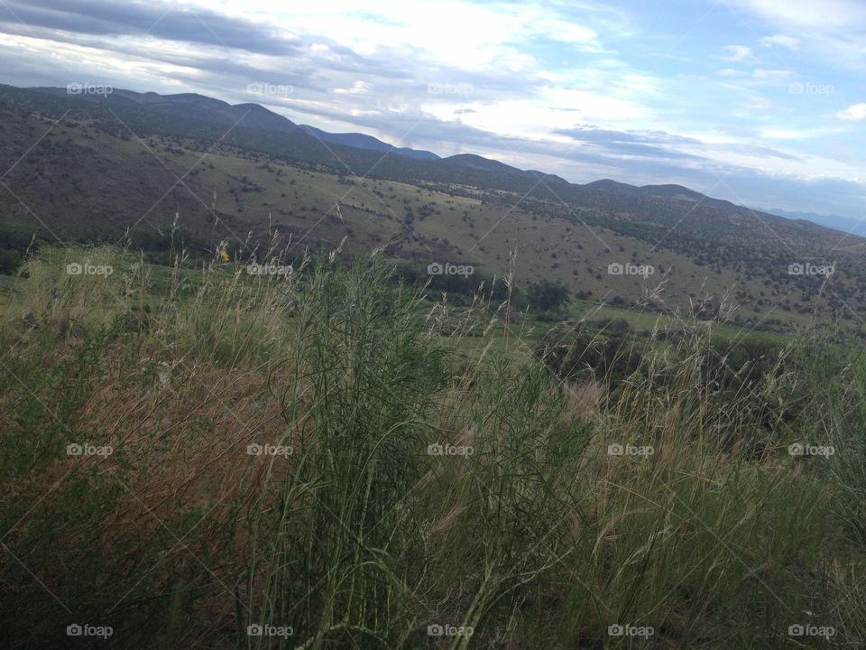 Colorado mountain meadow