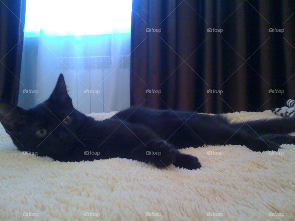 Black cat resting on bed