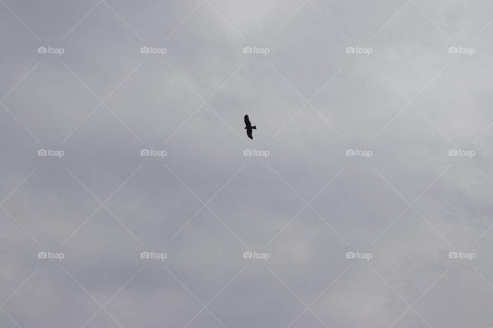 White and grey clouds a a black bird