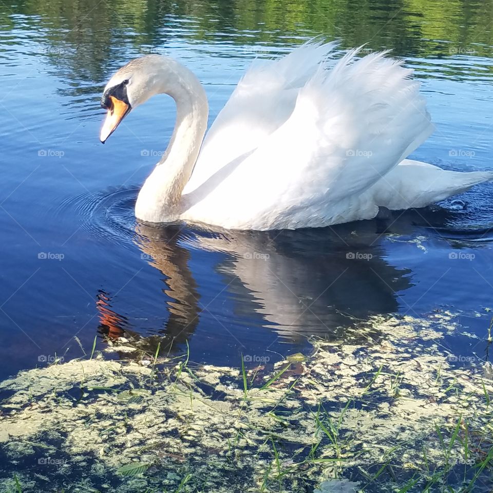 On campus southern Massachusetts early evening swan on the lake