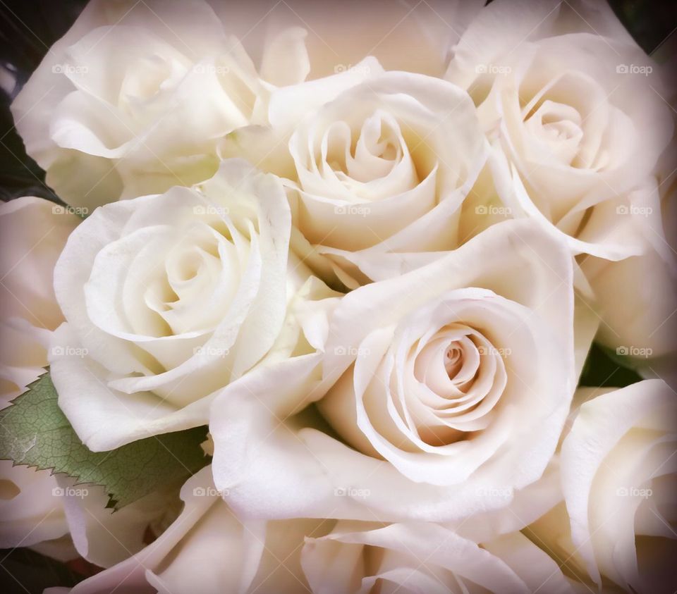 White rose bouquet