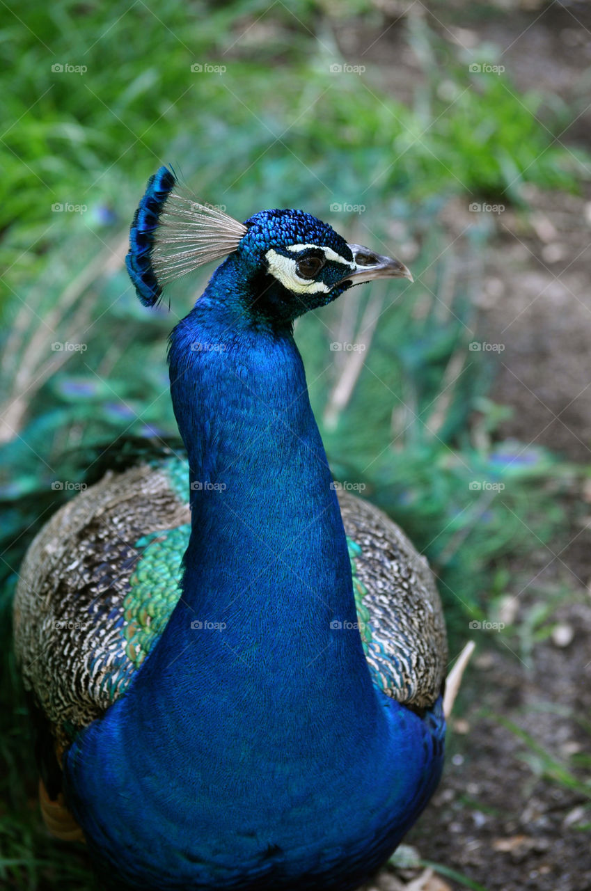 outdoors colors animal usa by refocusphoto