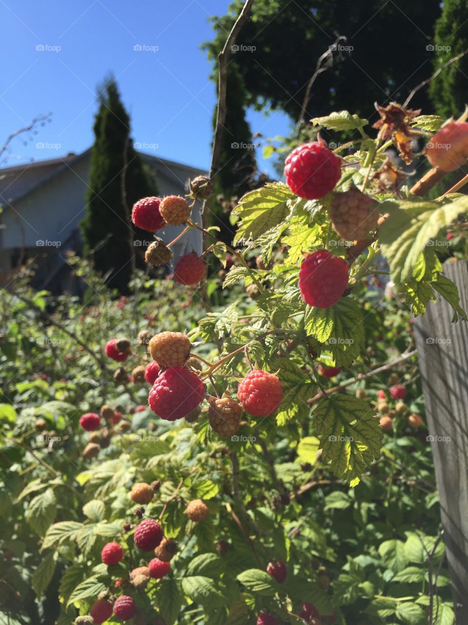 Raspberries in the garden 