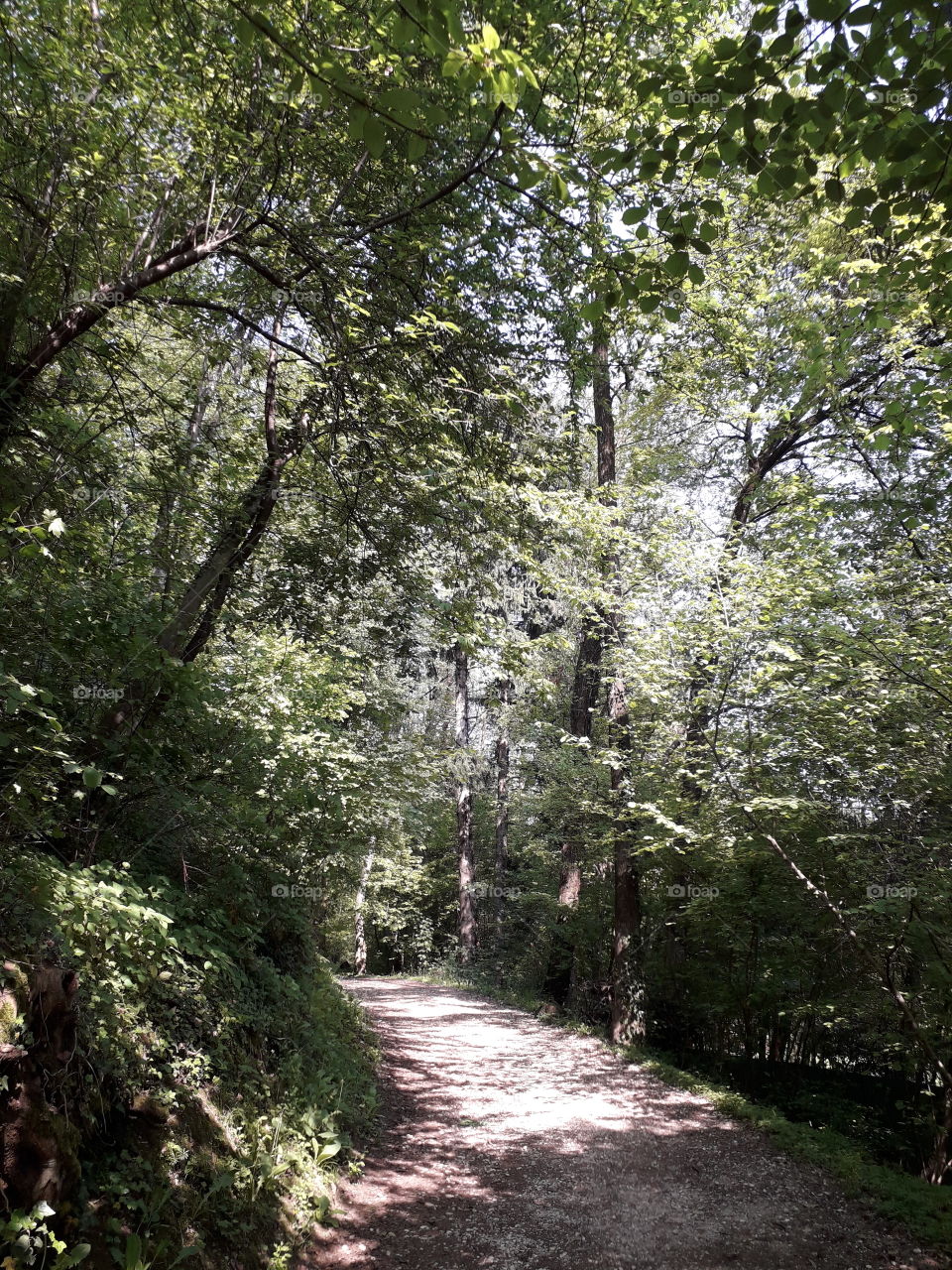 springtime in the wood