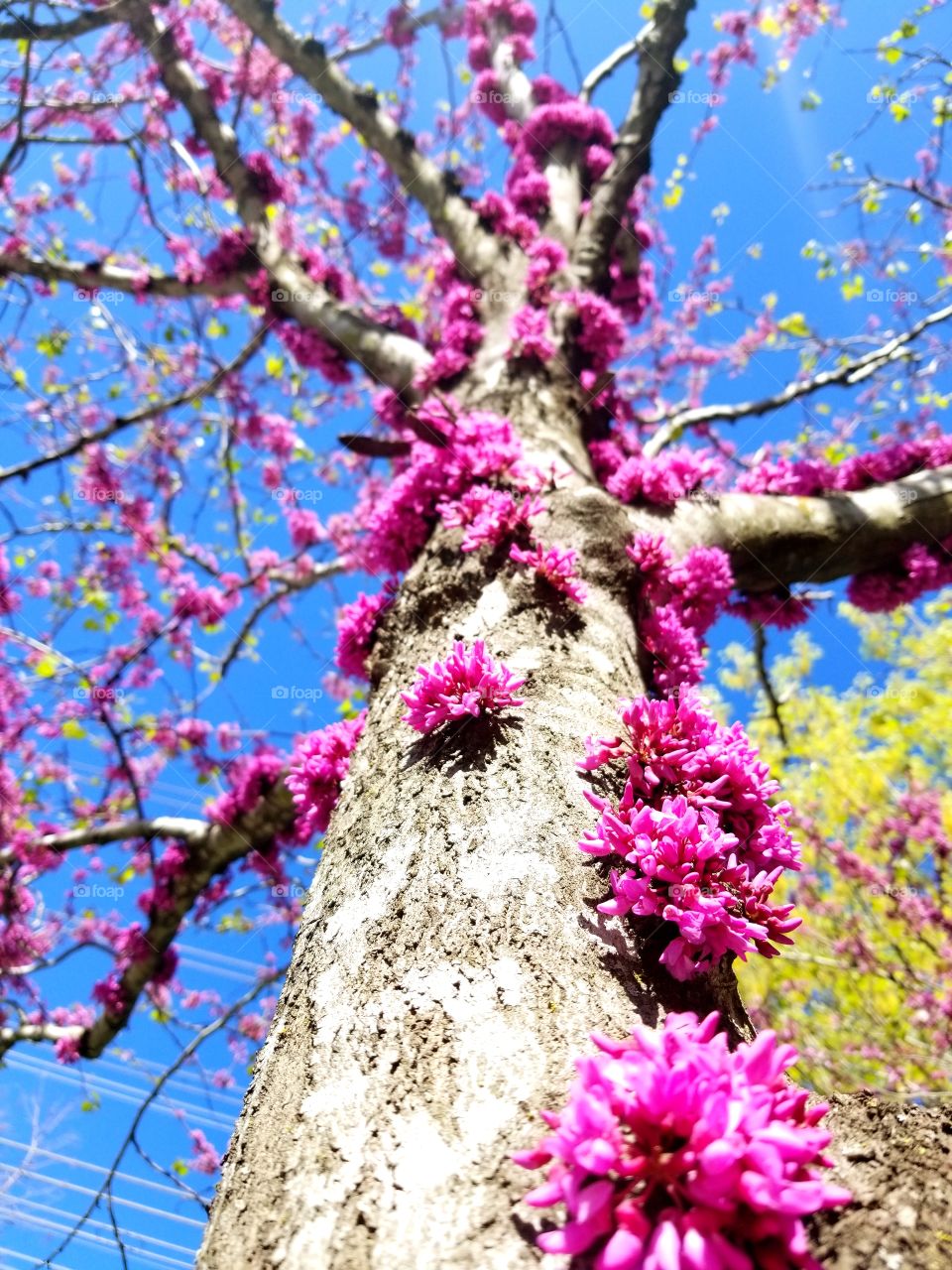 Tree of Flowers (Alamo City)