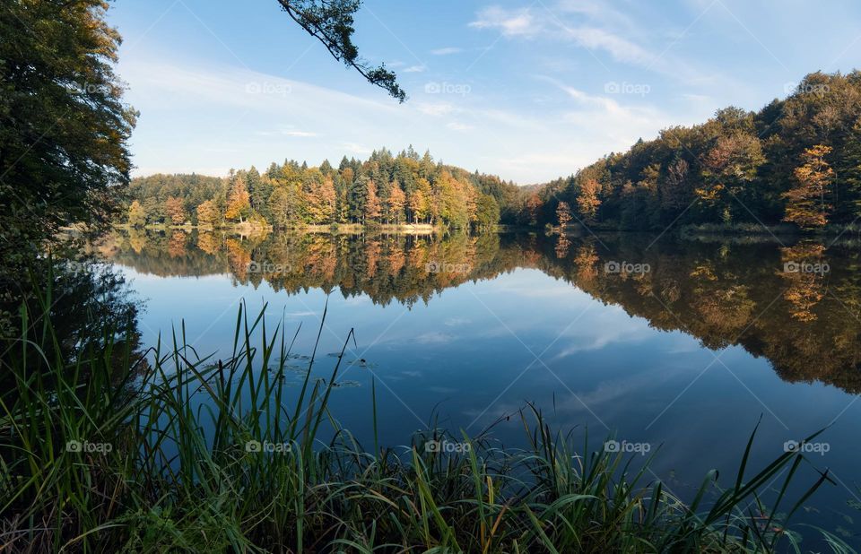 Forest by the Trakoscan lake in Croatia, county hrvatsko zagorje