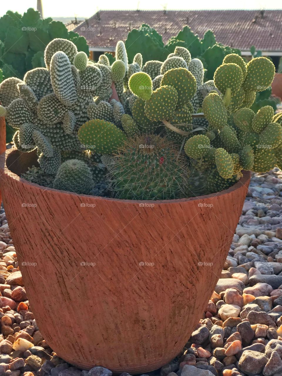 Cactus 