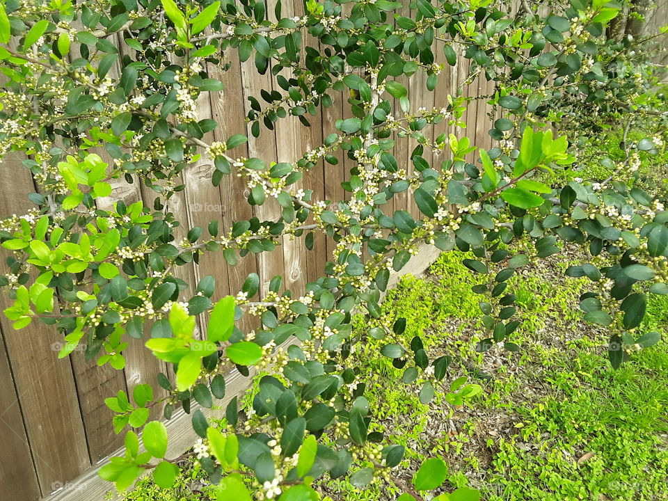 Green leaves over a wooden fence