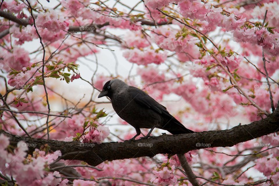 Jackdaw perching on cherry tree