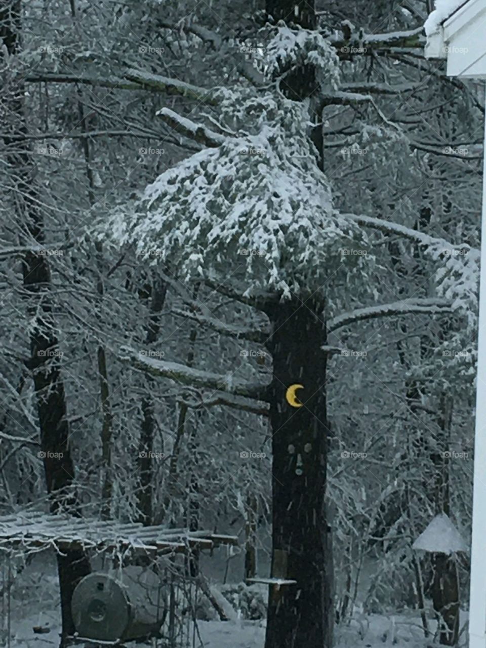 Monochromatic snowy pines in New England
