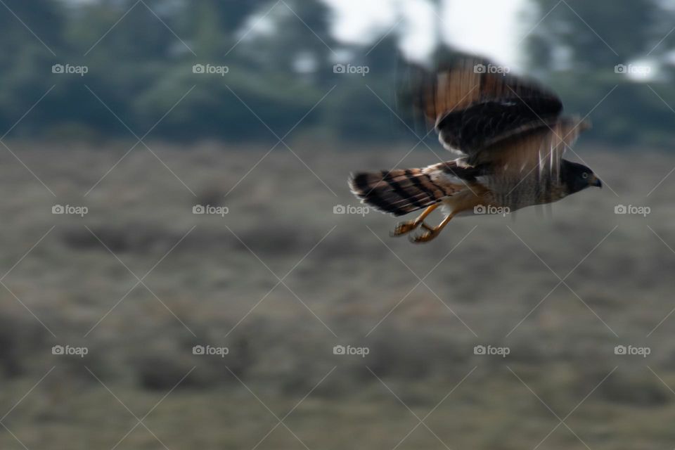 Aguila en Movimiento. Sobrevolando el campo.