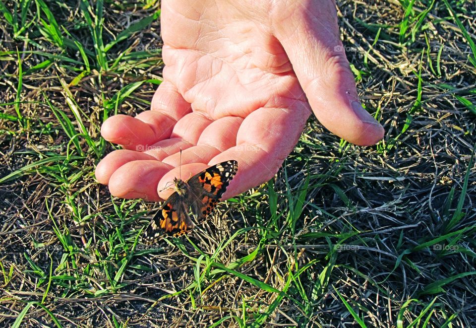 Butterfly in hand