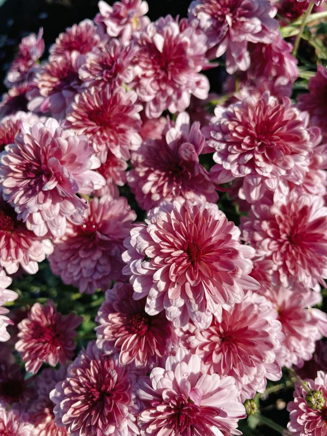 pink flowers