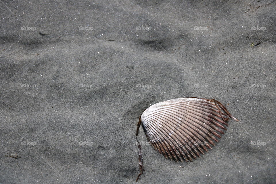 Seashell 