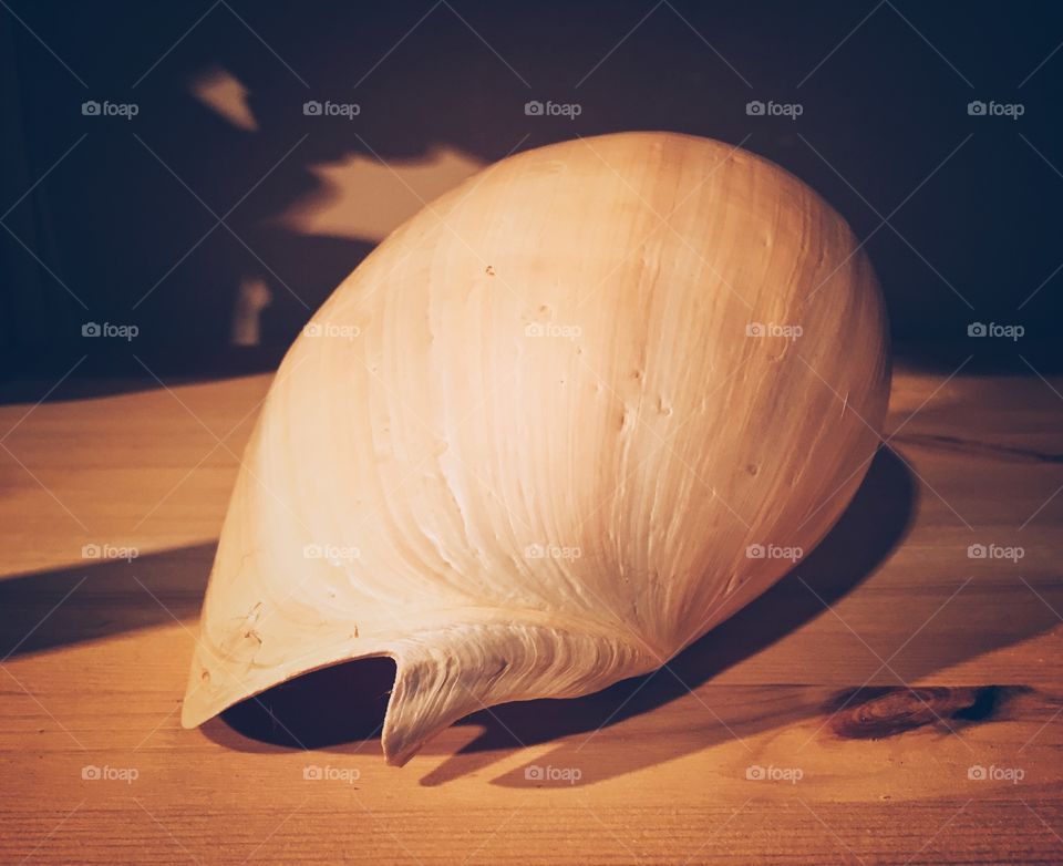 Large pink seashell 