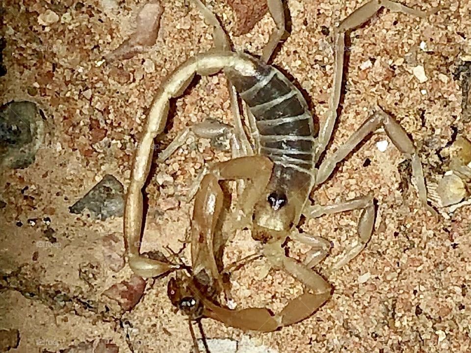 Scorpion with prey