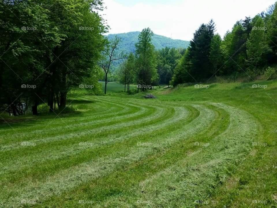Mowed Meadow with Mountain View
